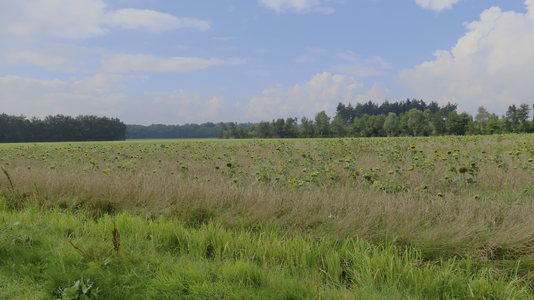902669 Gezicht over het landschap aan de noordzijde van de Strubbelenburg te Woudenberg, met op de voorgrond een veld ...